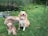 Two dogs are sitting on a grassy area near a pond with lily pads and surrounded by tall grasses. Both dogs have light brown fur and appear relaxed and happy, with their tongues out. A large rock and some leaves are on the ground nearby.