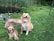 Two dogs are sitting on a grassy area near a pond with lily pads and surrounded by tall grasses. Both dogs have light brown fur and appear relaxed and happy, with their tongues out. A large rock and some leaves are on the ground nearby.