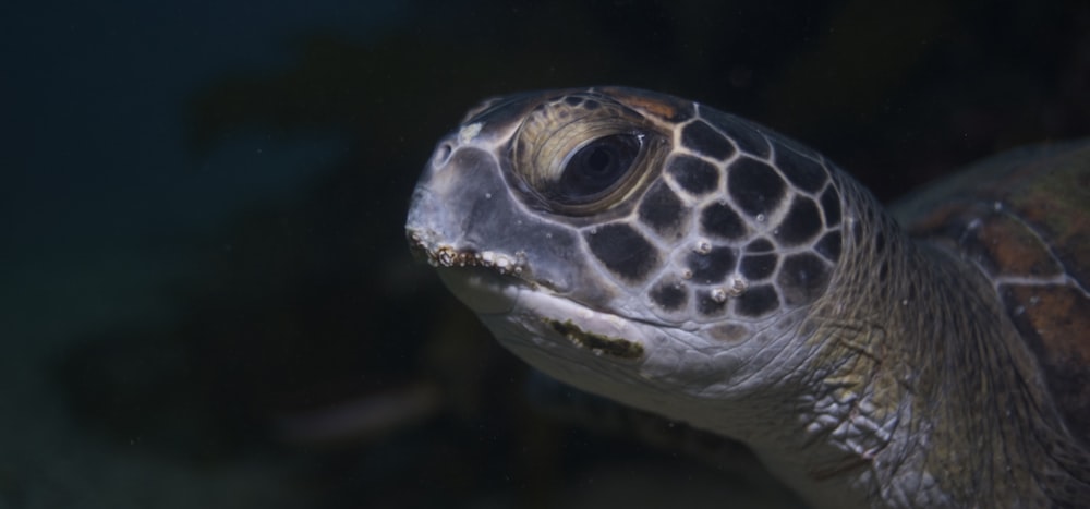 brown sea turtle