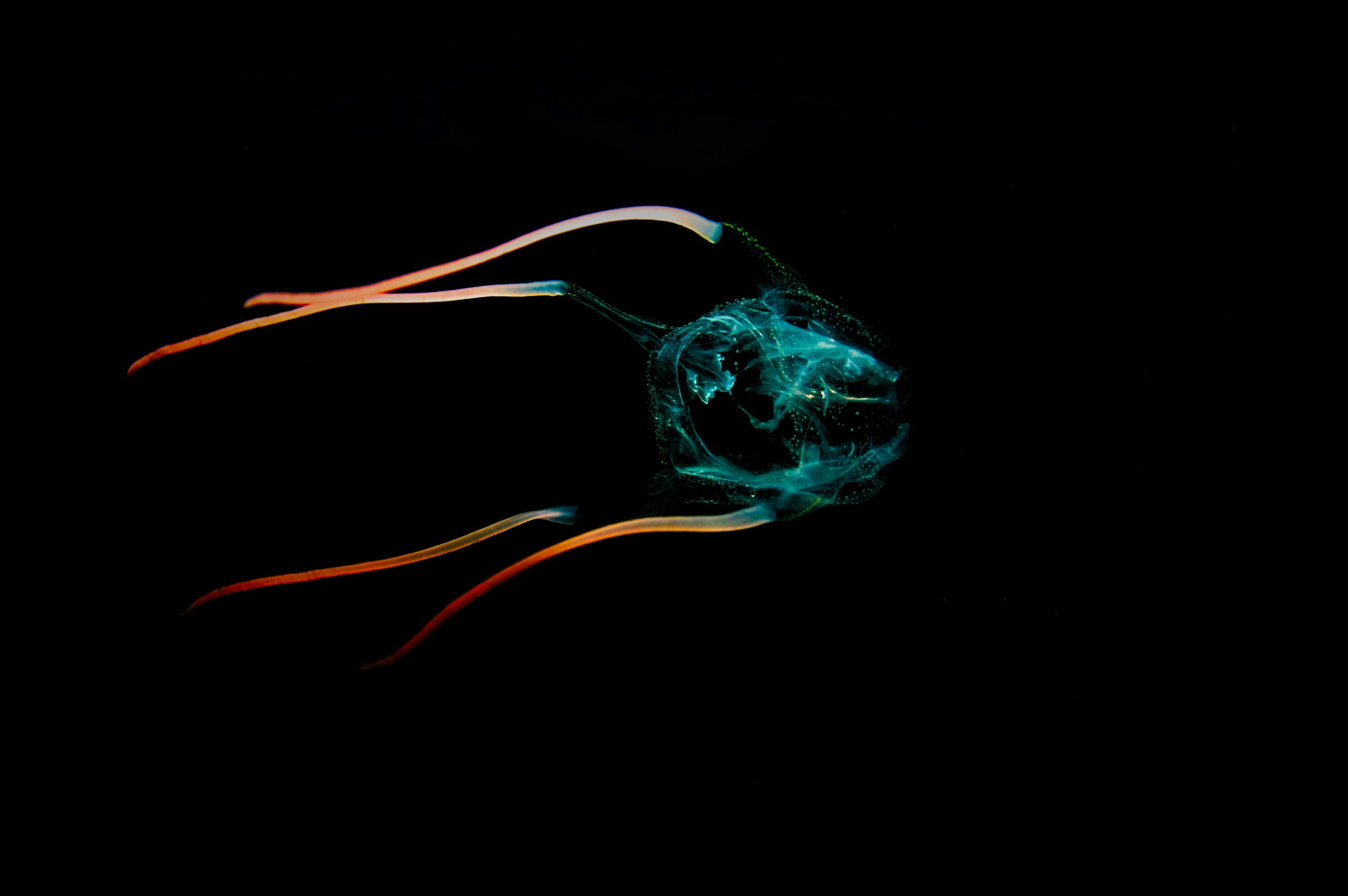 jellyfish on a dark place