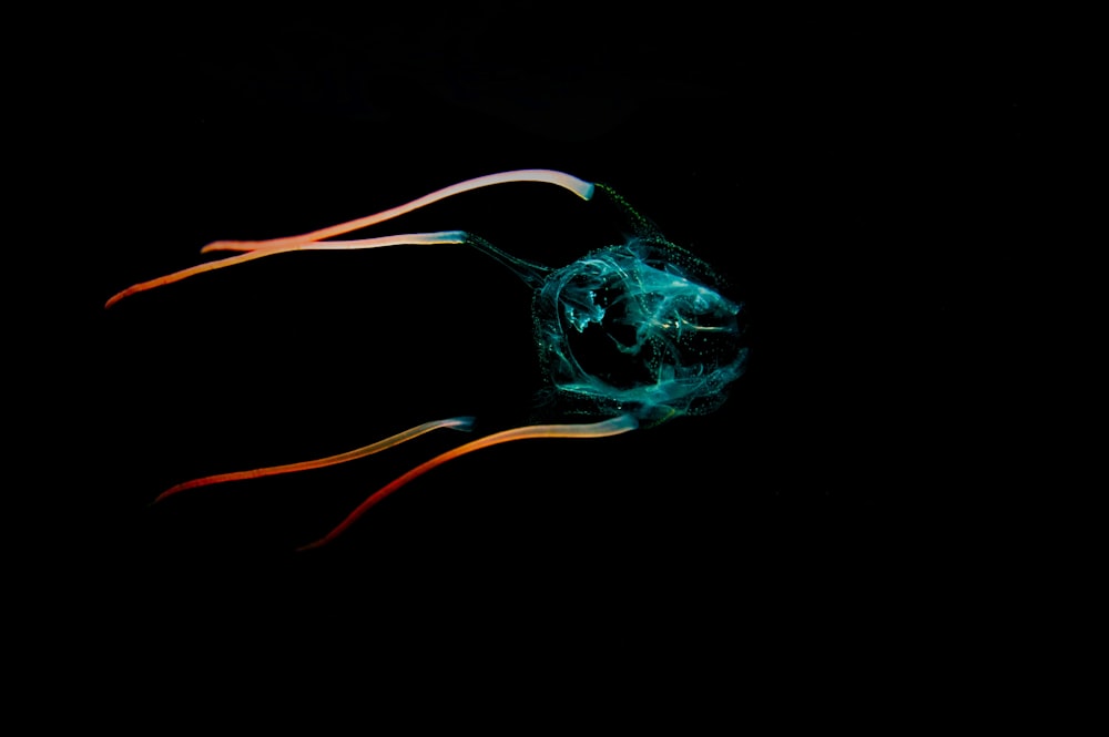 jellyfish on a dark place