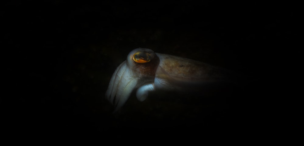 Un primer plano de un calamar en la oscuridad