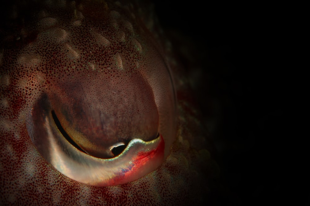 a close up of an eye with a black background