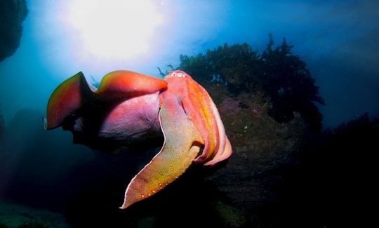 pink and orange fish in Shelly Beach Australia