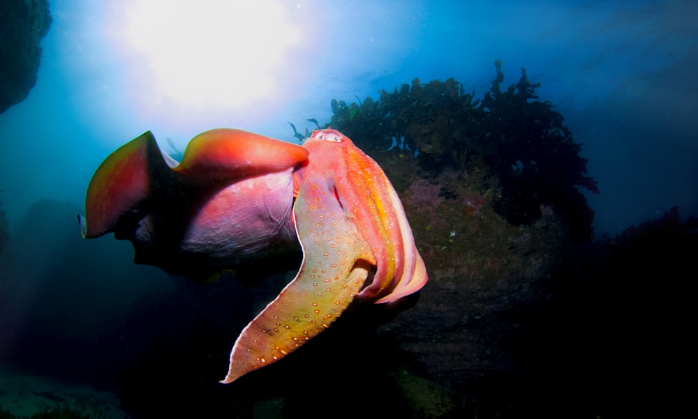 peixe rosa e laranja