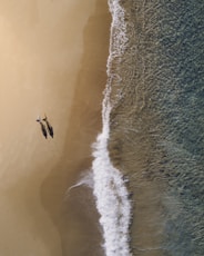 aerial photography of two persons walking along seashore during daytime