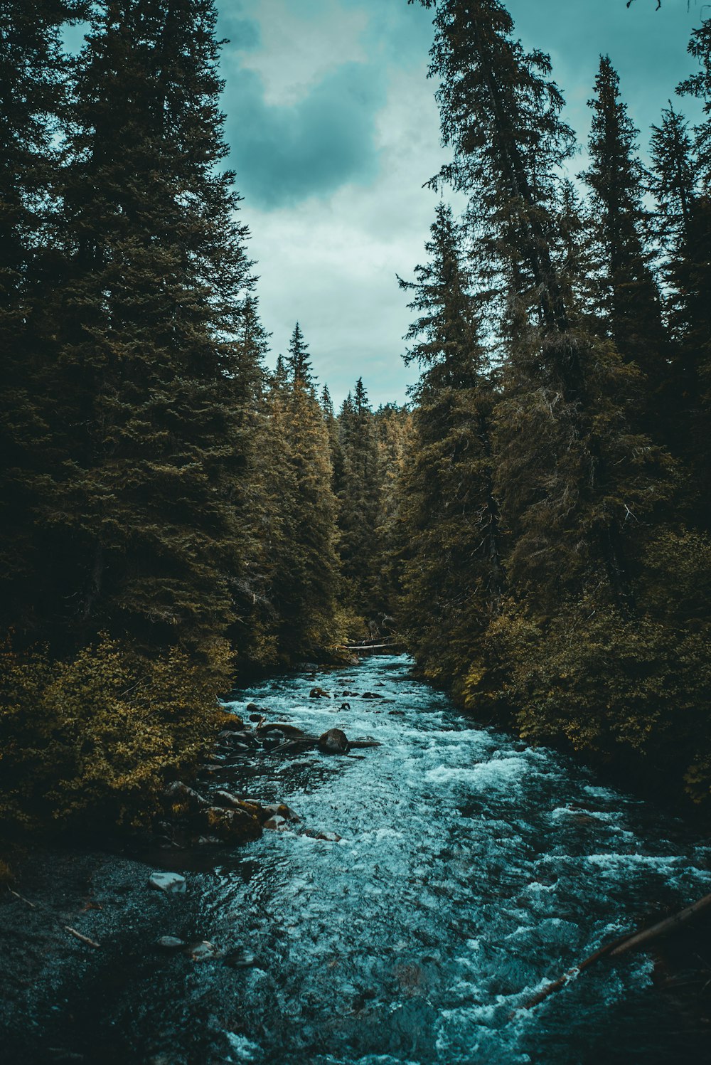 rio entre árvores