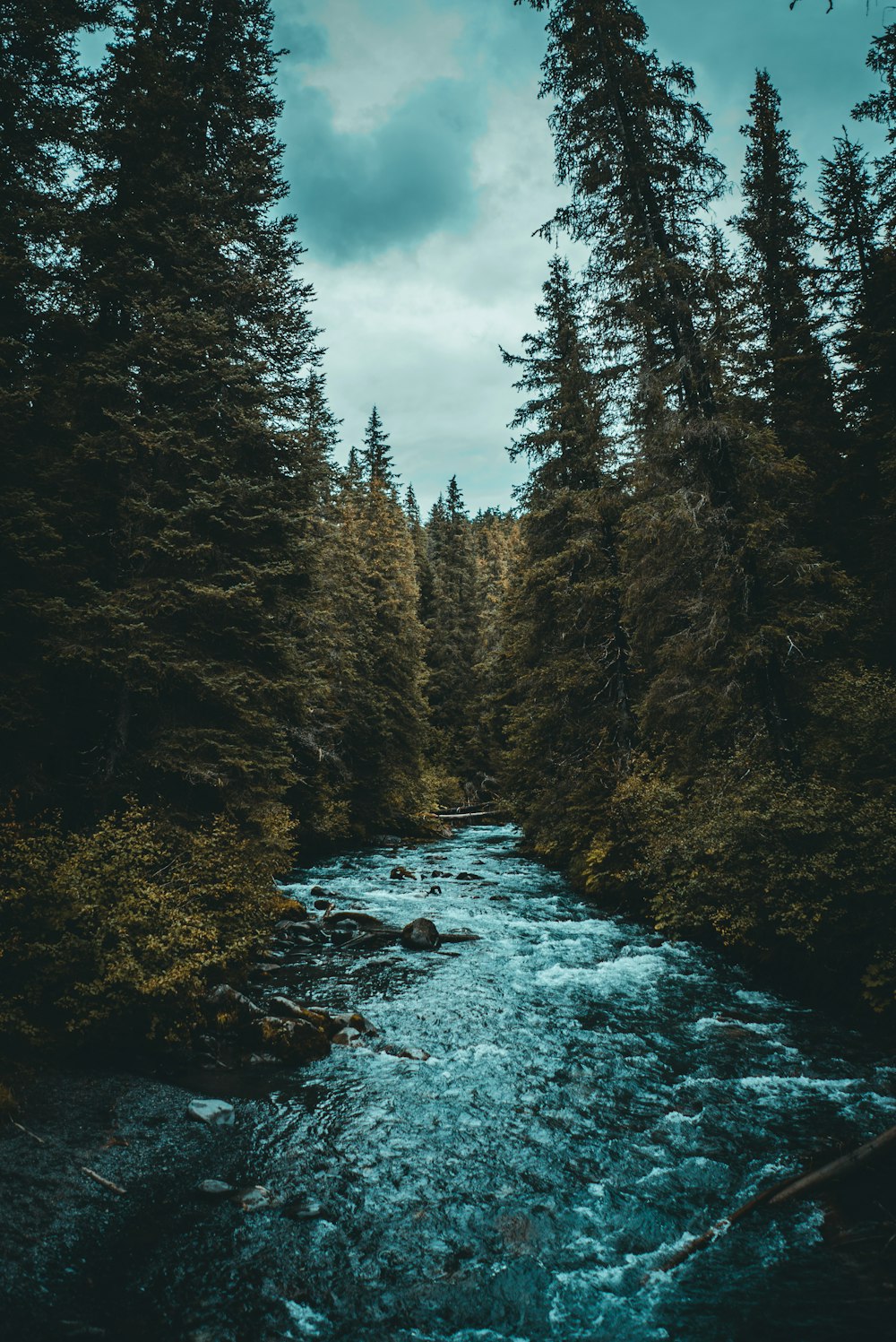 river between trees