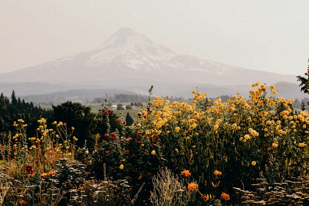 yellow and orange petaled flowers