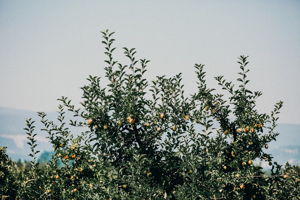 an orange tree with lots of oranges growing on it