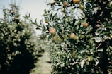 Rows of organic fruit trees heavy with ripe produce in the farm orchard.