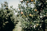Rows of fruit trees heavy with ripe produce in the Yelwa Farmhouse orchard.