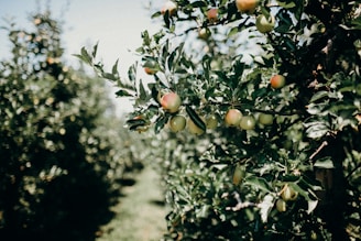 Rows of ripe, colorful fruit hanging from lush orchard trees ready for harvest.
