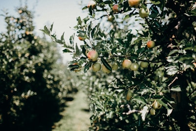 Healthy fruit trees laden with ripe fruits in an orchard.