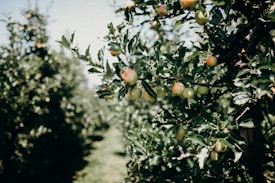 Orchard with apple trees laden with ripening fruits. The apples on the branch are green with hints of red, surrounded by dense green leaves. The trees are aligned in rows, extending towards the background where the spacing between the trees suggests a well-maintained orchard.