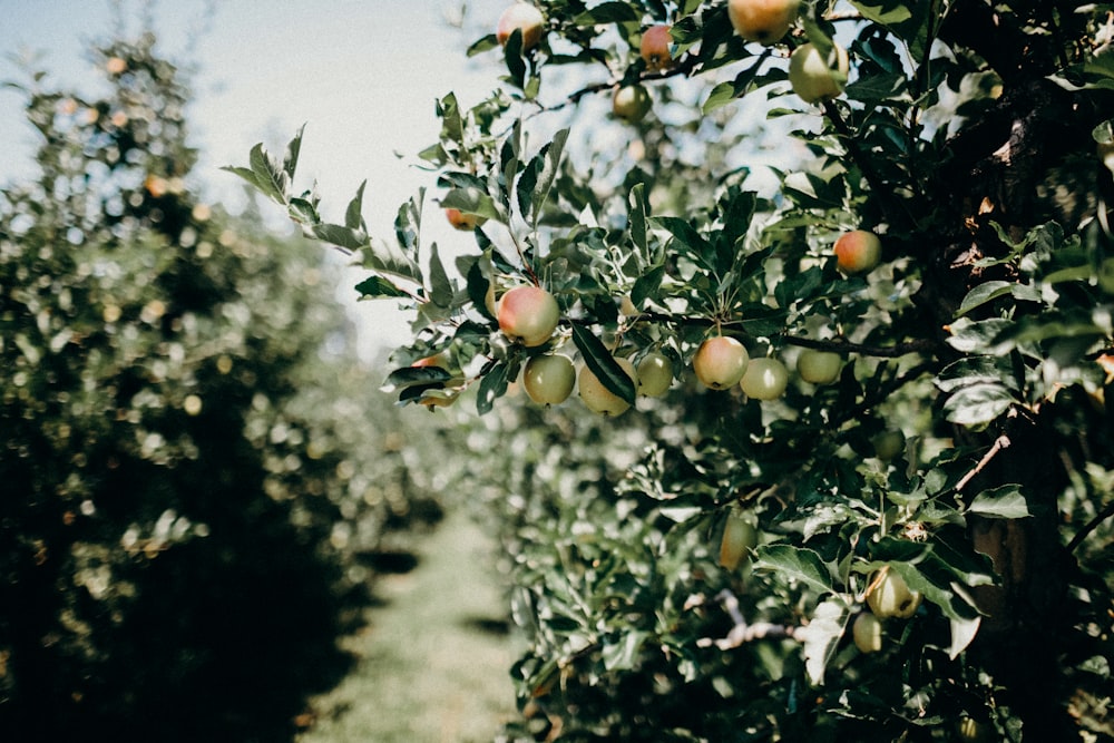 champ d’arbres fruitiers