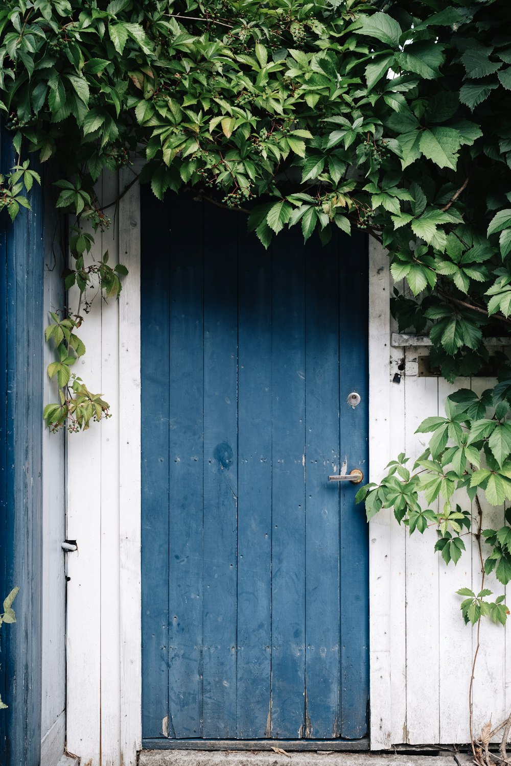Blaue Holztür, umgeben von grünen Blättern am Tag