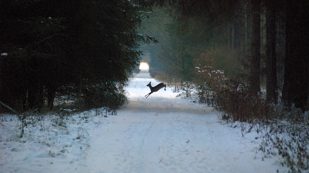 deer in forest with snow field