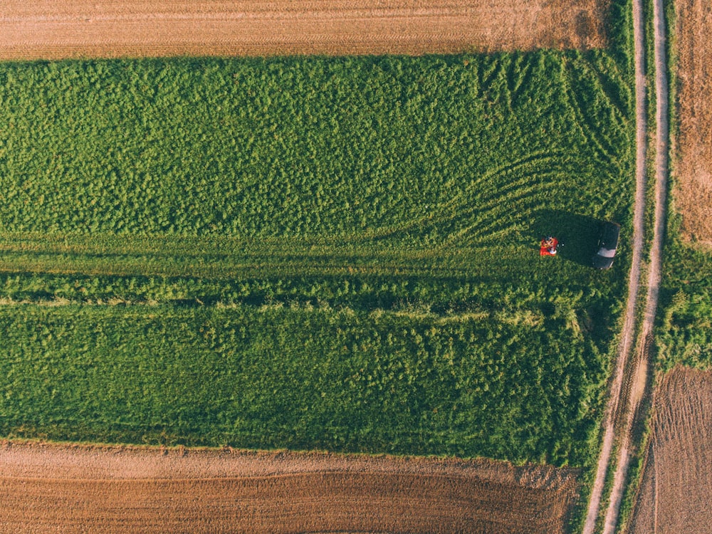 aerial photo of green plants