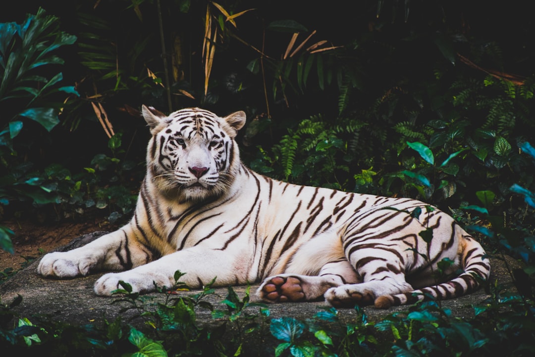albino tiger lying on ground at nighttime, Roar! 🐯