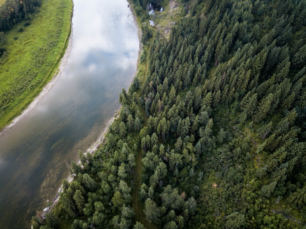 aerial view of pine trees field beside river