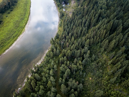 aerial view of pine trees field beside river in Red Deer River Canada