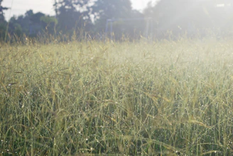A quiet field of tall grass under a soft morning sky.