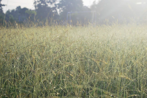 A quiet field of tall grass under a soft morning sky.