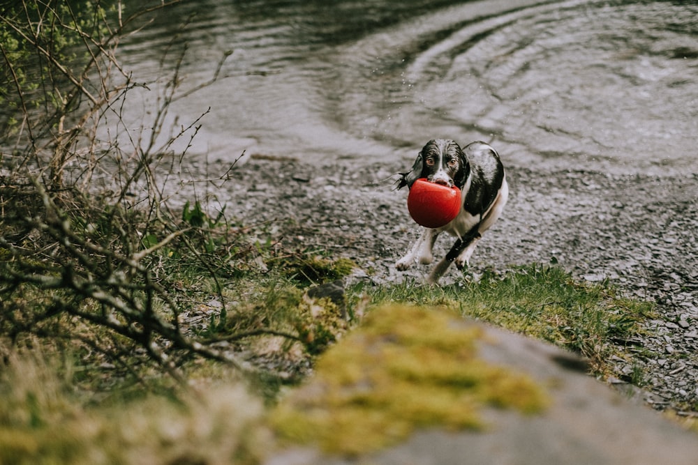 dog biting red ball