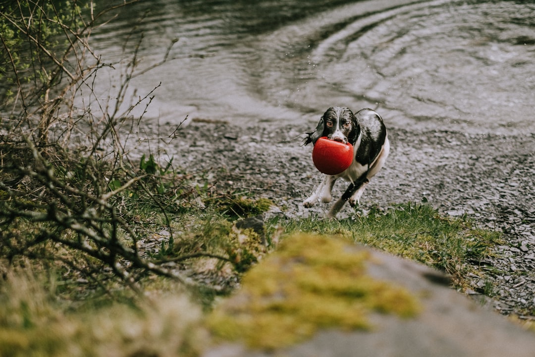 dog biting red ball