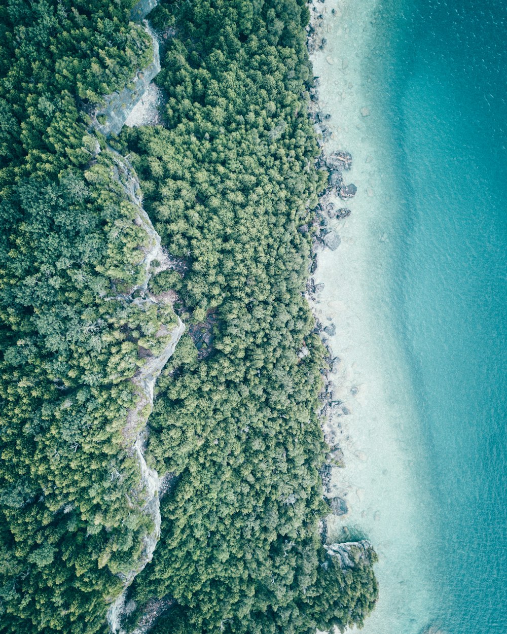 fotografia aerea dell'oceano vicino agli alberi