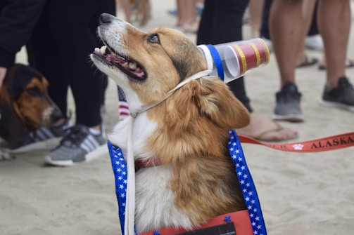 A dog wearing a patriotic costume featuring stars and stripes is looking upward. The costume includes a party hat made from a red and white cup. Surrounding the dog are several people and another dog in the background, suggesting a festive or social event on a sandy surface.