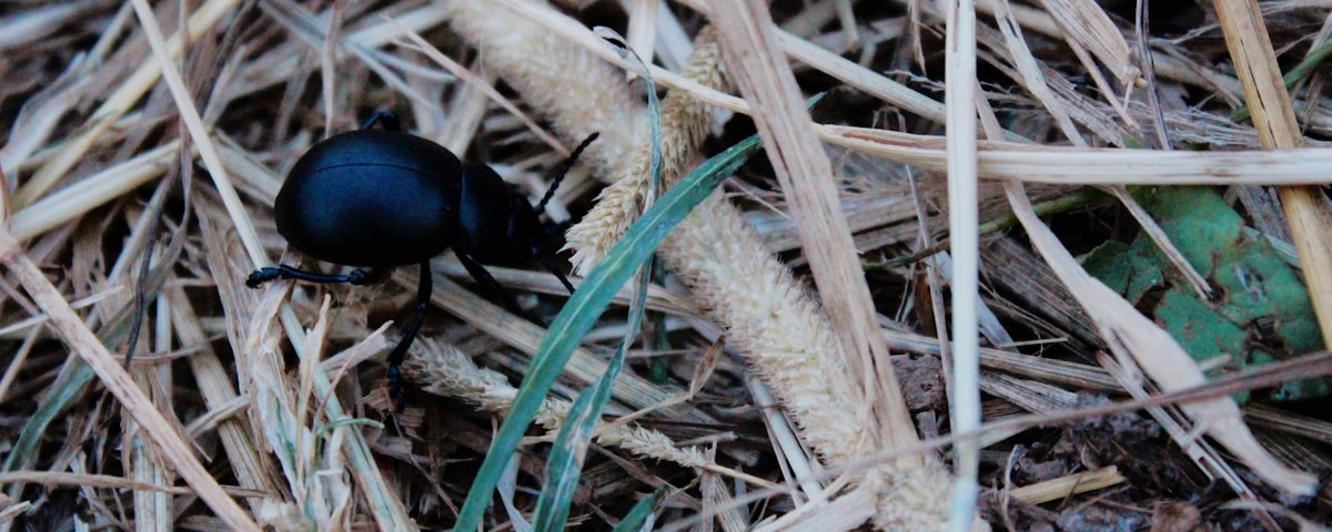 black beetle on brown dried grass