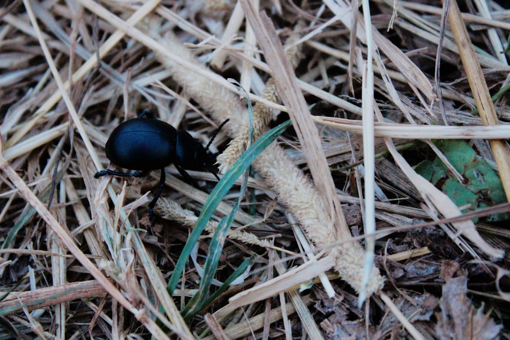 black beetle on brown dried grass