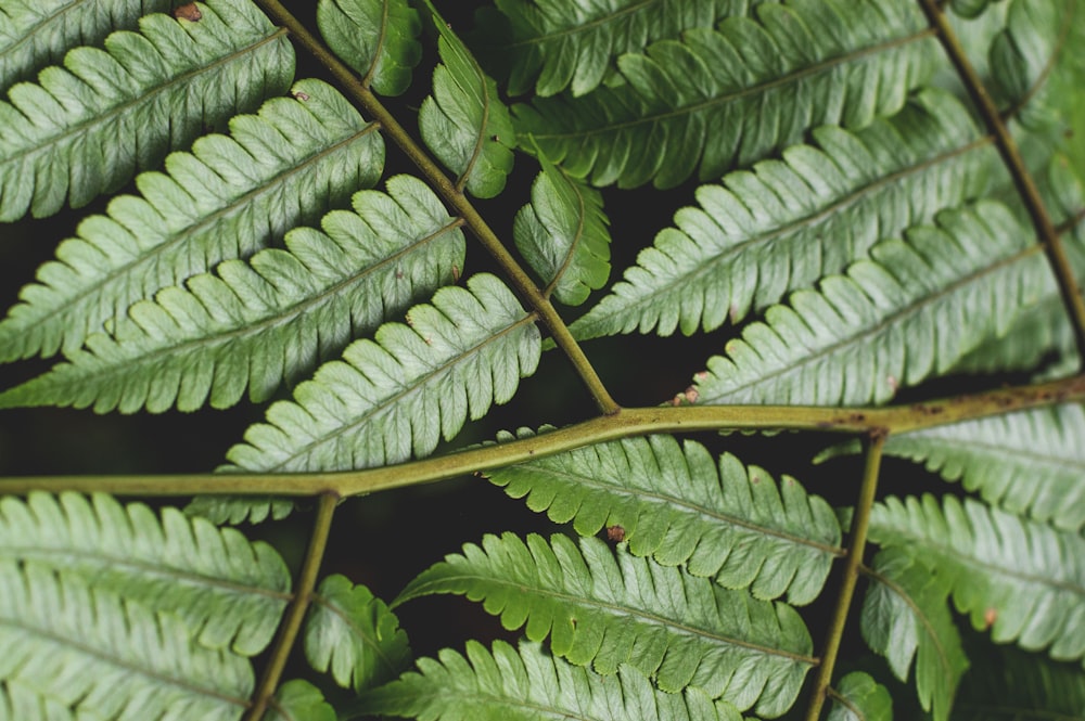 green fern leaves