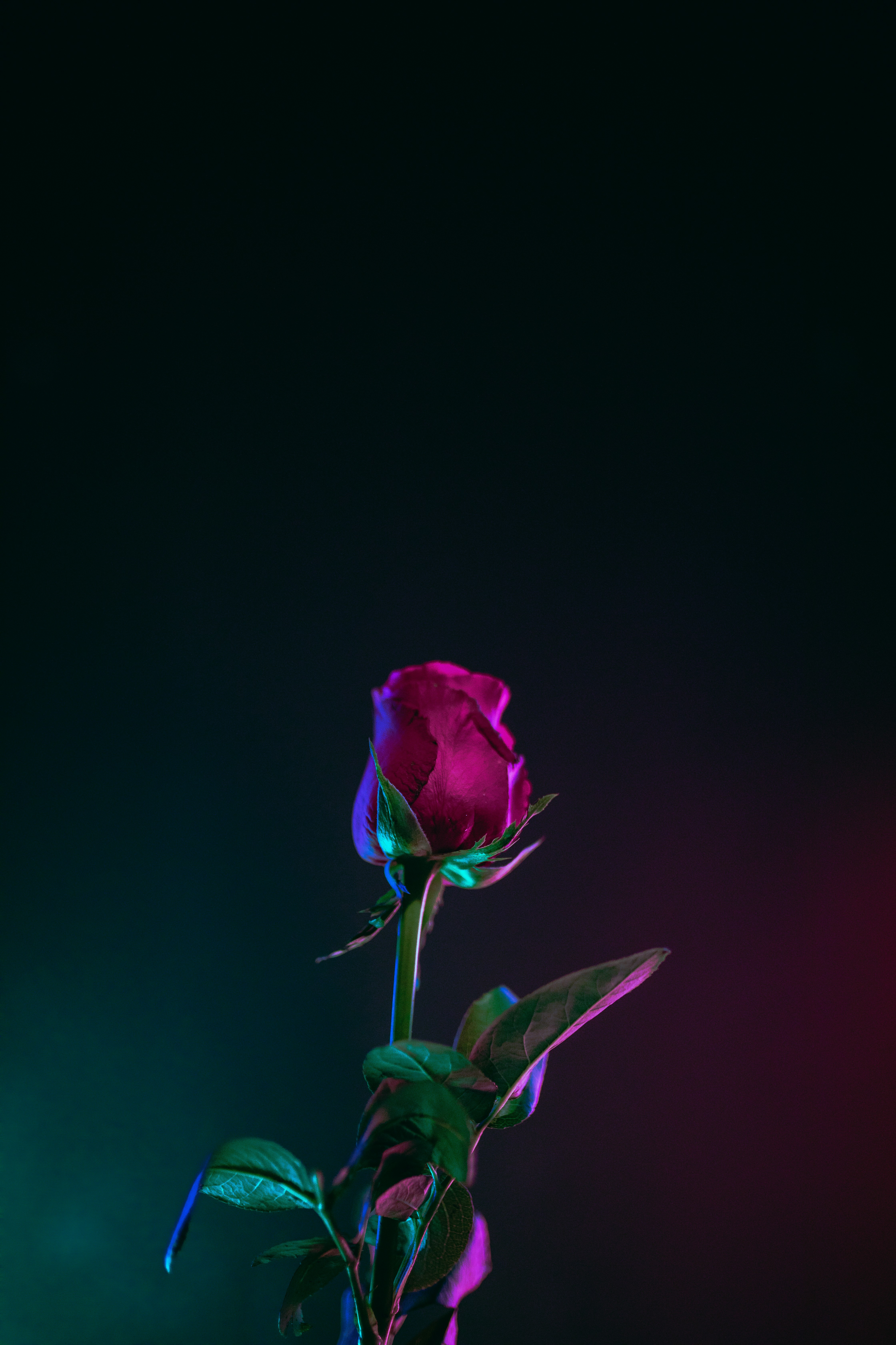 rose wallpaper hd