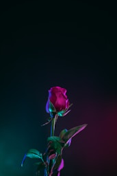 red rose flower photo in dark surface