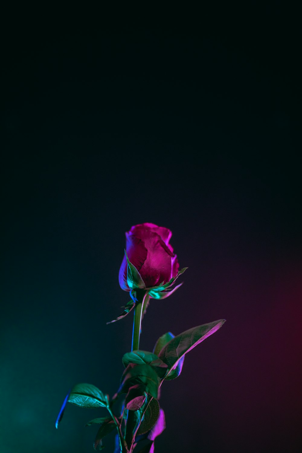 red rose flower photo in dark surface