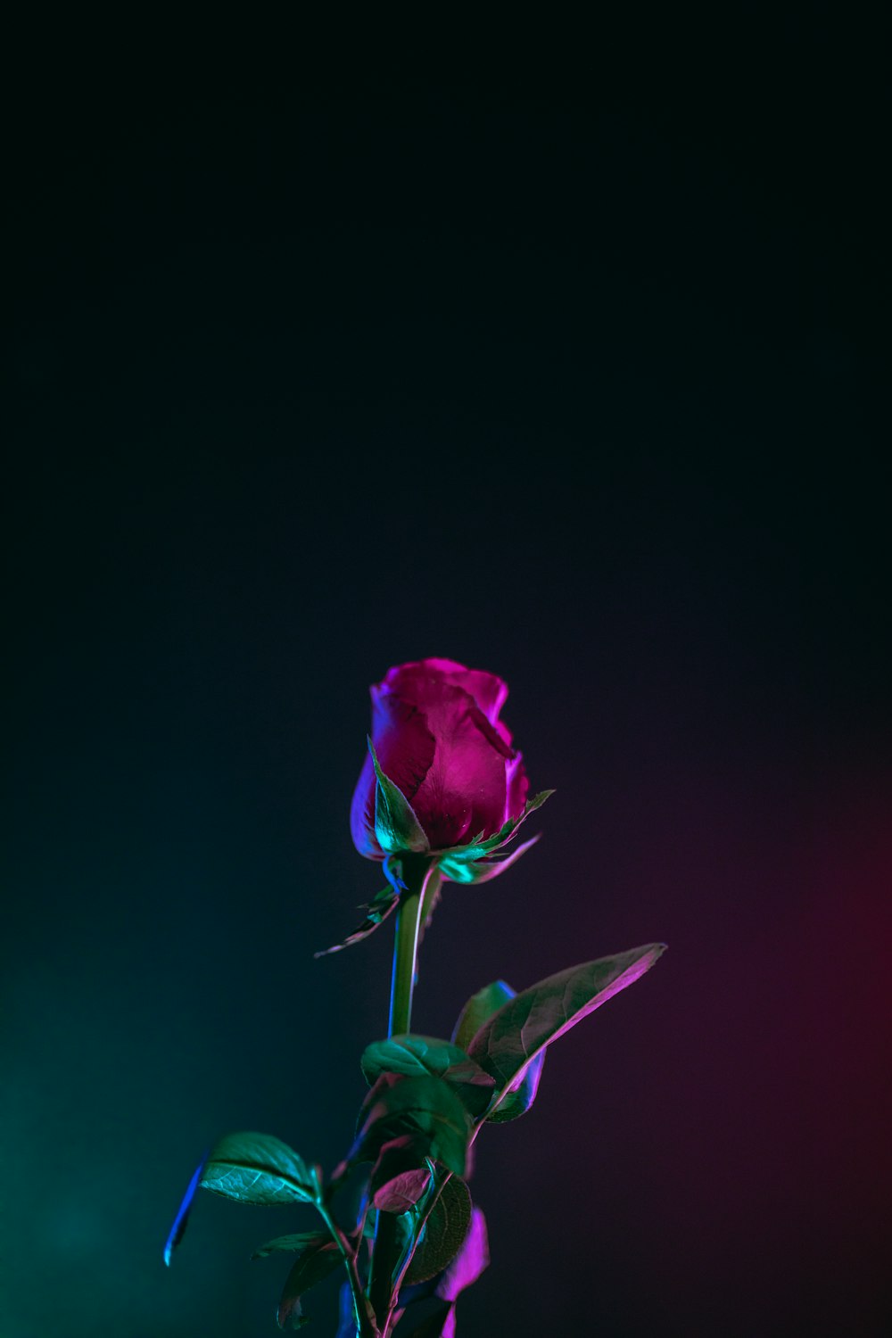 어두운 표면에 빨간 장미 꽃 사진