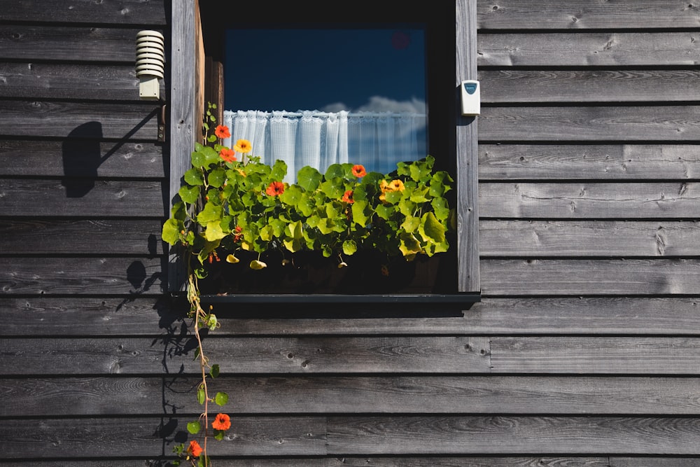 vine flowering plant on window