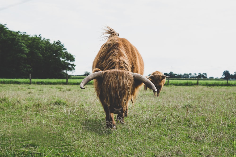 brown yak on green grassland