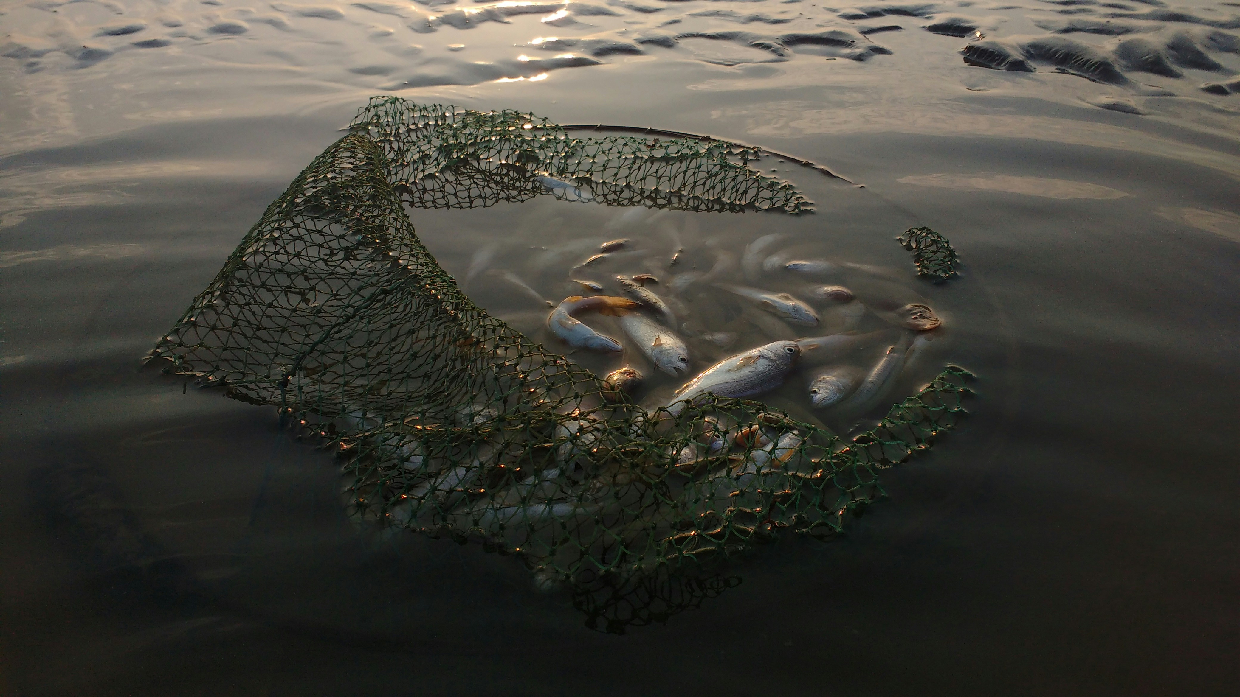fishy....