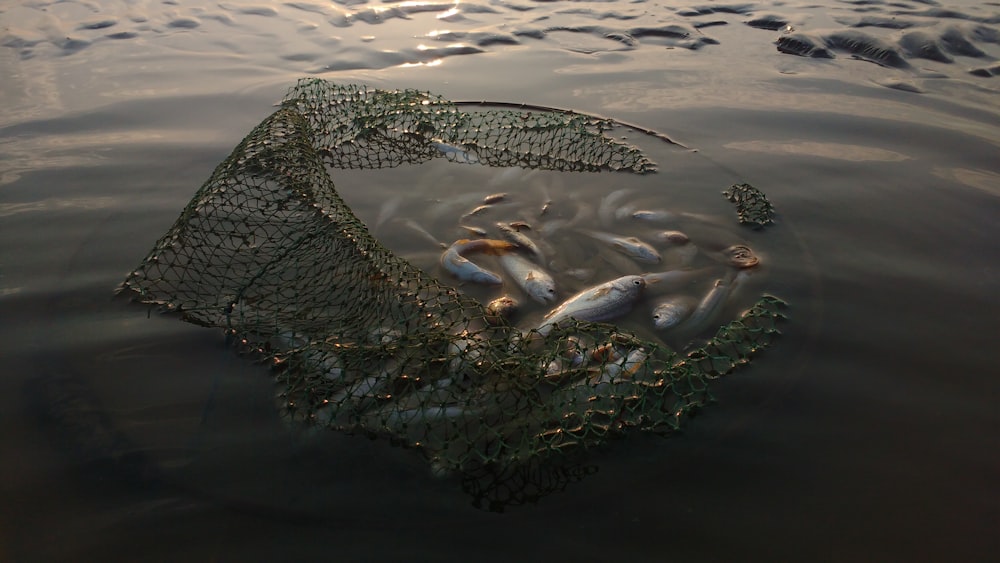 Pesce sullo specchio d'acqua