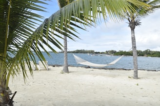 white hammock in between palm tree on seashore