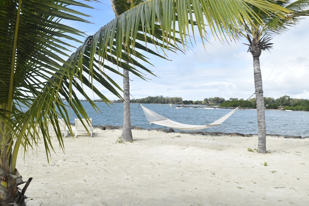 white hammock in between palm tree on seashore