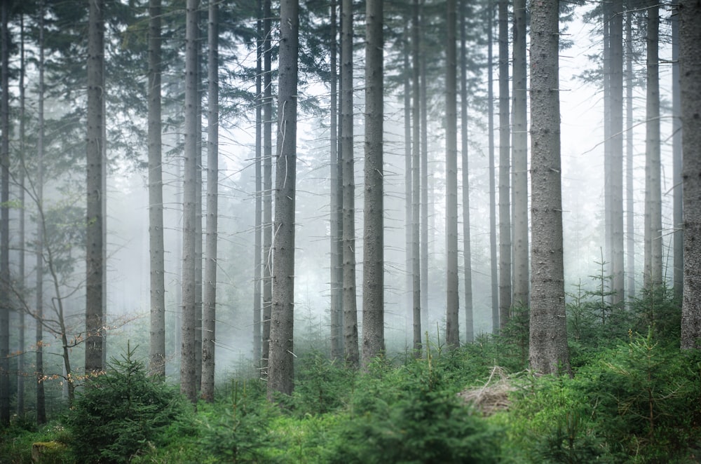 foggy forest