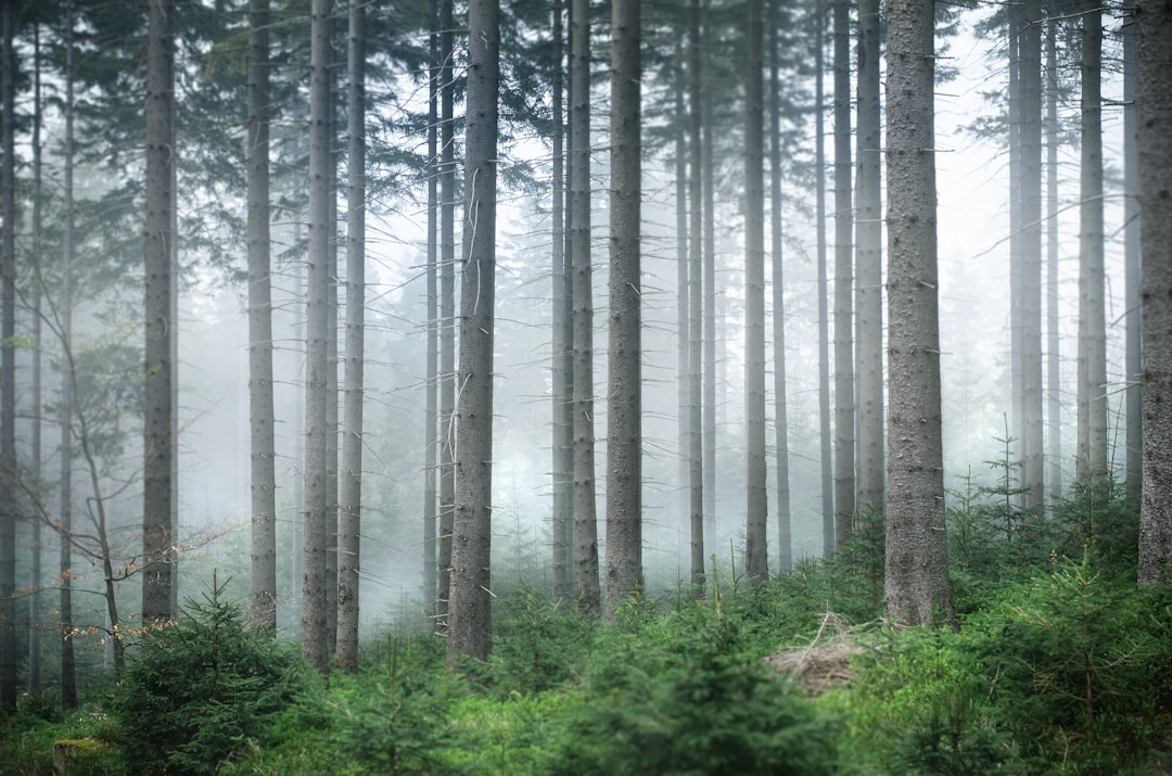 Forest photo spot Śnieżka Poland