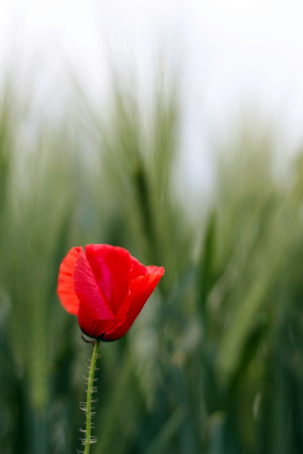 Photo de mise au point peu profonde de fleur rouge