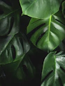 shallow photography of leaves