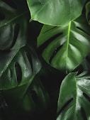 shallow photography of leaves